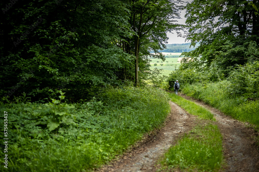 path in the forest