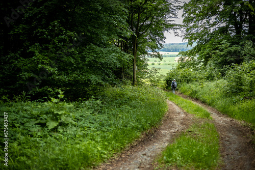 path in the forest