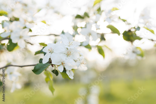 tree blossom