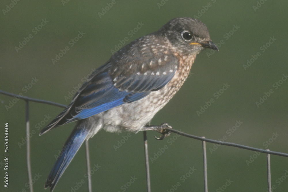 Fototapeta premium Blue Bird