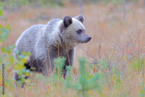 Fototapeta Naklejka Na Ścianę i Meble -  Brown bear, Ursus arctos, Finland