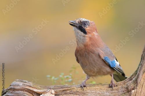 Eurasian jay, Garrulus glandarius, Finland, Kuhmo photo