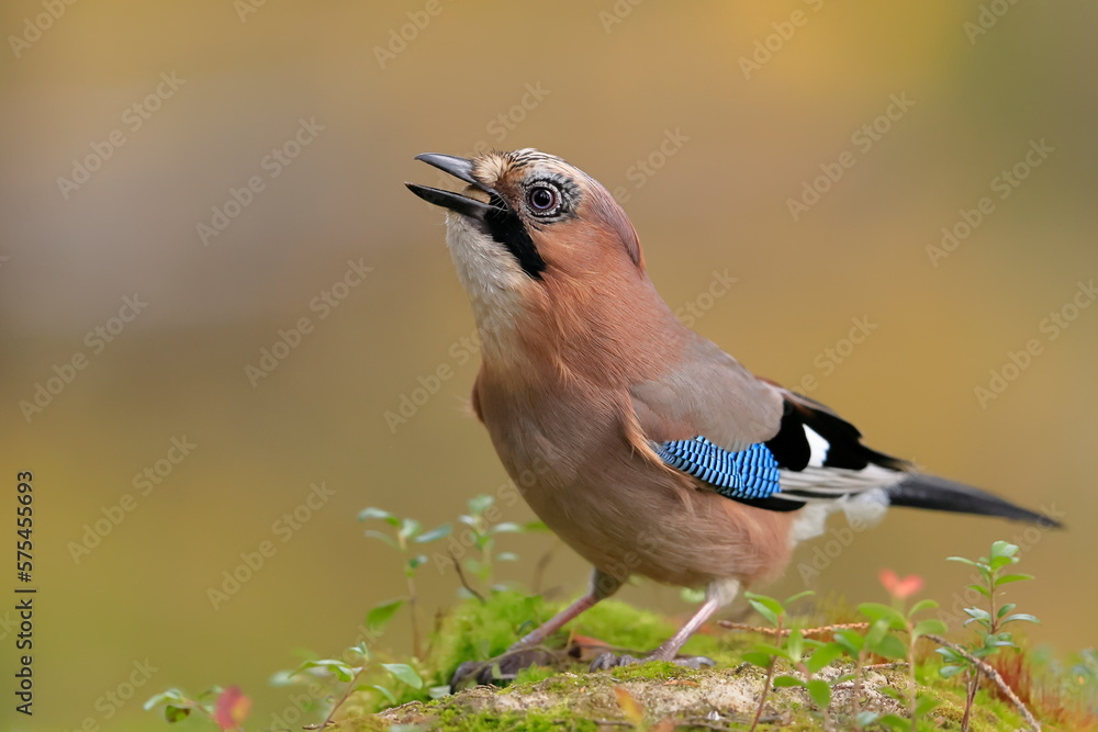 Eurasian jay, Garrulus glandarius, Finland, Kuhmo Eurasian jay, Garrulus glandarius, Finland, Kuhmo