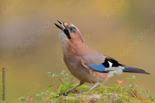 Eurasian jay, Garrulus glandarius, Finland, Kuhmo