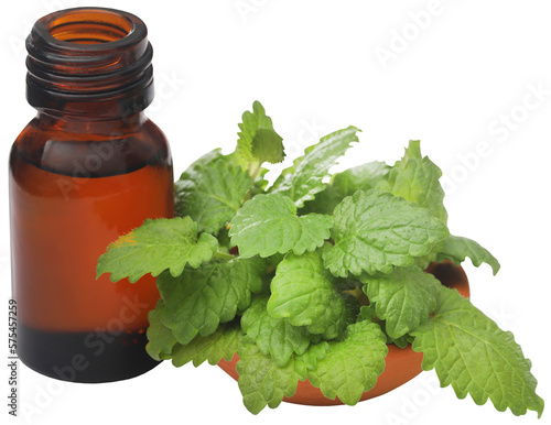 Lemon balm leaves with extracted essential oil 