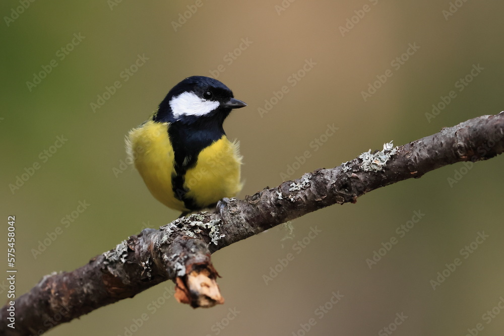 Great tit, Parus major, Finland, Kuhmo Great tit, Parus major, Finland, Kuhmo