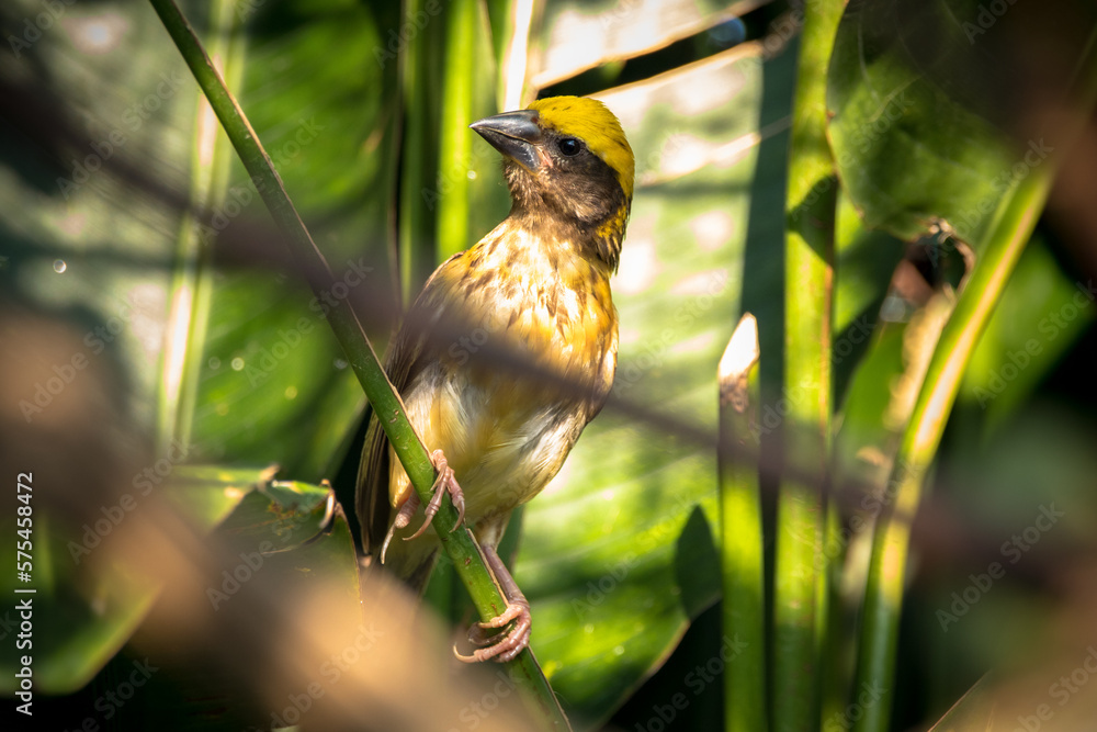 The streaked weaver (Ploceus manyar) is a species of weaver bird The streaked weaver (Ploceus manyar) is a species of weaver bird