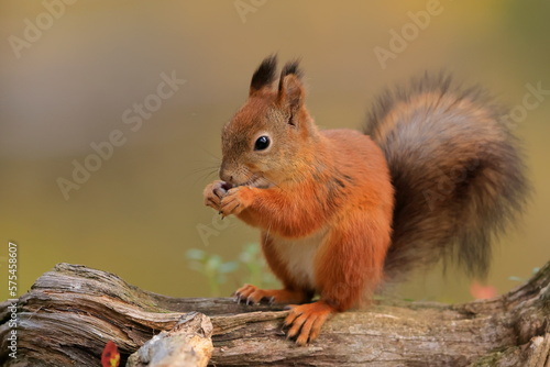 Red squirrel, Sciurus vulgaris, Finland, Kuhmo © Kamil