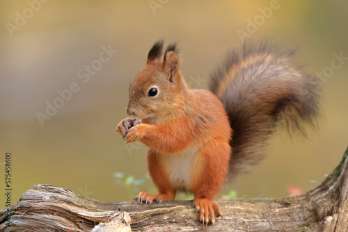 Red squirrel, Sciurus vulgaris, Finland, Kuhmo