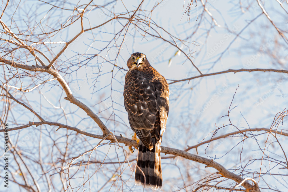 Harris Hawk Harris Hawk