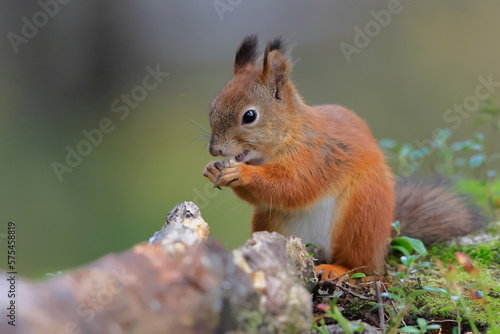 Red squirrel, Sciurus vulgaris, Finland, Kuhmo