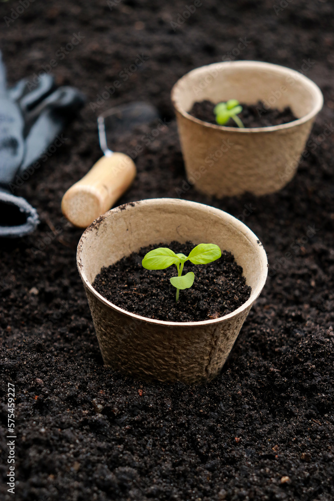 gardening tools and pots with basil sprouts on soil texture background gardening tools and pots with basil sprouts on soil texture background