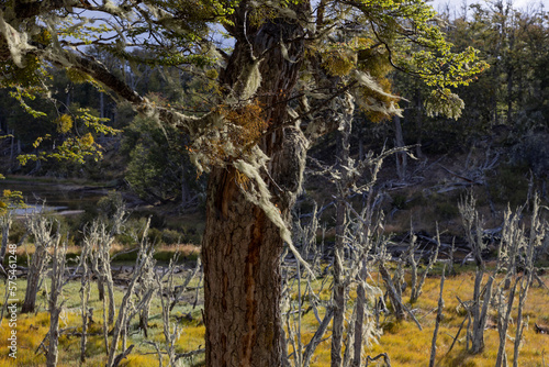 RESERVA PROVINCIAL LAGUNA NEGRA at Fagnano Lake near Tolhuin, Argentina, Tierra del Fuego, South America photo