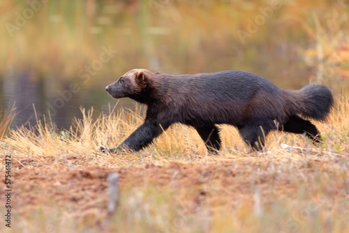 Wolverine, Gulo gulo, Finland