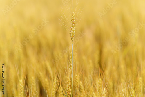 Golden ripes ears of wheat on field at sunset close-up macro. Full field of wheats in Ukraine.
