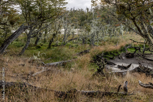 RESERVA PROVINCIAL LAGUNA NEGRA at Fagnano Lake near Tolhuin, Argentina, Tierra del Fuego, South America photo