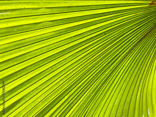 Palm leaf texture for spring and summer background. Tropical green leaves background and texture. Botany green banner