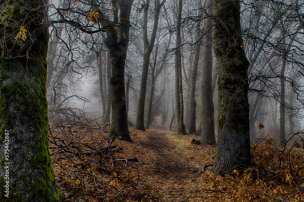 forest with fog and hiking trail and barren trees in autumn in a california state park
