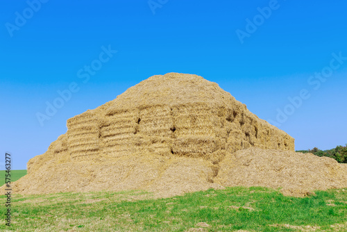 Many bales of straw on a field against a blue sky. Dry stalks of cereals and legumes. Agricultural waste.