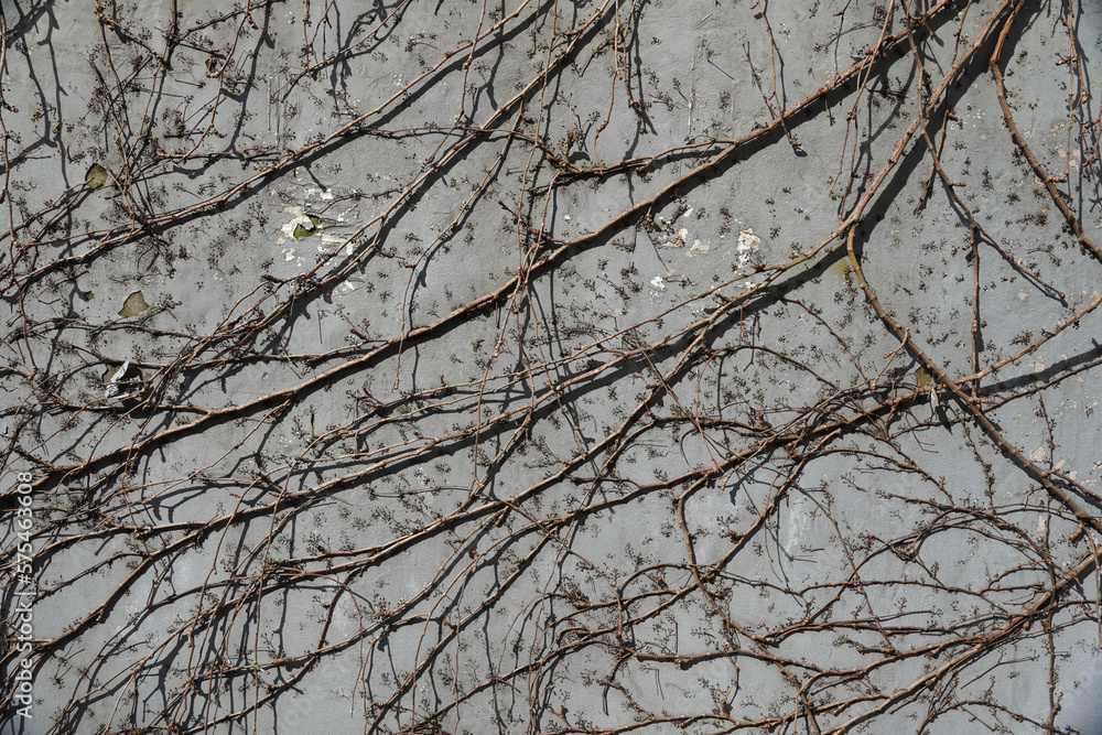 Ivy branches intertwined on a concrete wall Ivy branches intertwined on a concrete wall