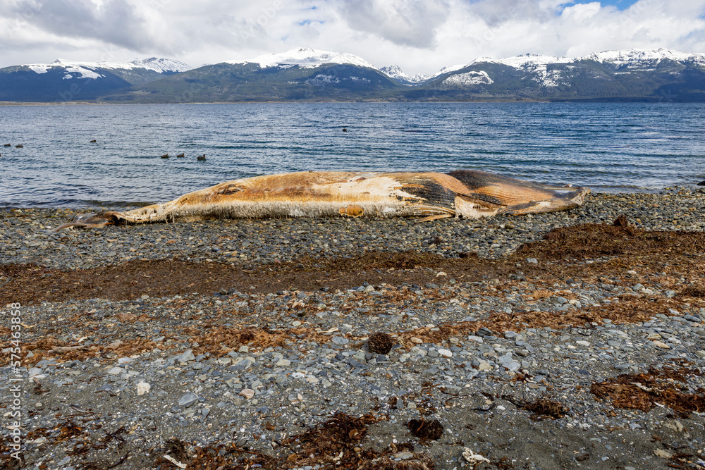 Foto de Dead whale killed in an accident with a boat laying on a stony