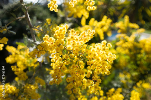 Acacia (Mimosa) baileyana Purpurea blooming in a sun ray.