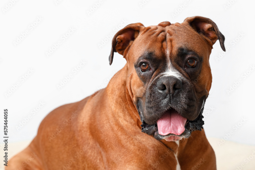 Boxer dog on light background, closeup