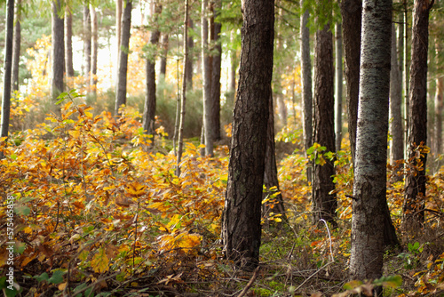 Colorful forest view. Woods in autumn. Walk path in the woods. Tall trees.