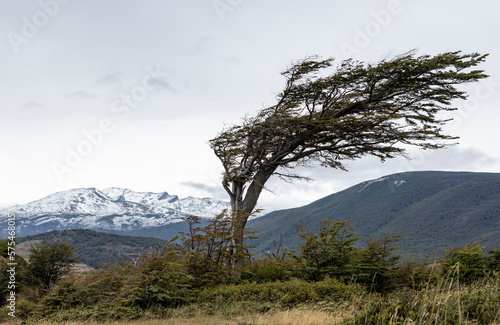 Tree formed by the strong patagonian wind at the beautiful end of the world - Ushuaia, Tierra del Fuego, South America