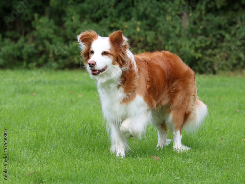 Rot-weiße Bordercollie-Hündin