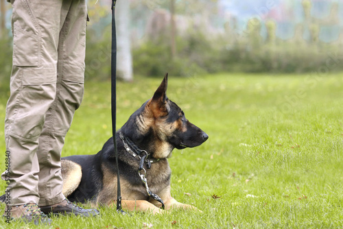 Liegender Schäferhund