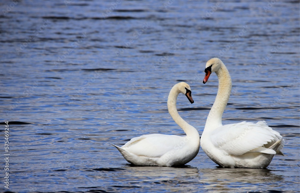 swan, bird, water, nature, white, swans, birds, beautiful swan, bird, water, nature, white, swans, birds, beautiful