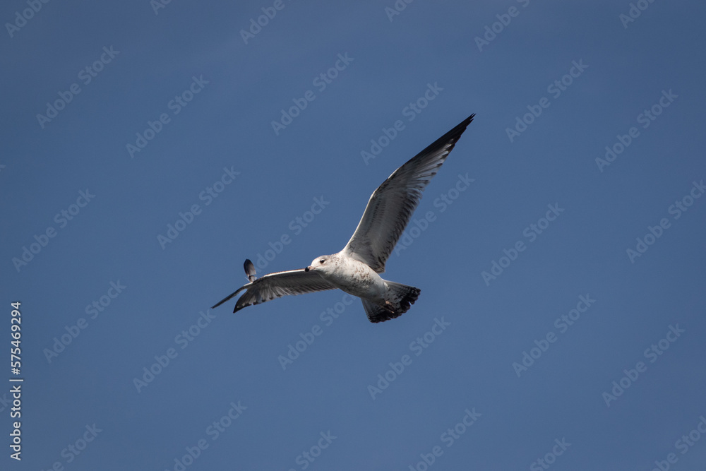 Fototapeta premium seagull in flight