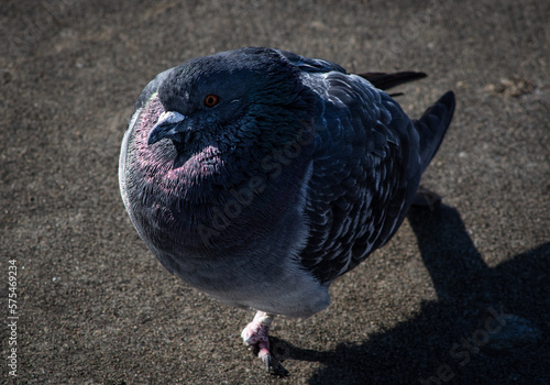 pigeon on the ground