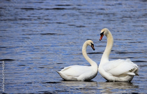swan, bird, water, nature, white, swans, birds, beautiful