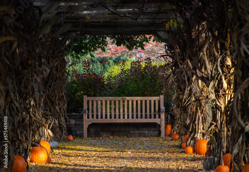 pumpkin on a tree