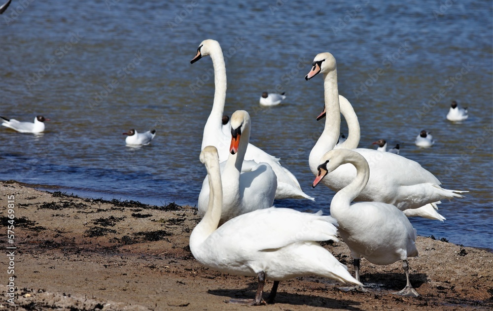 swan, bird, water, animal, nature, white, swans, beautiful, birds