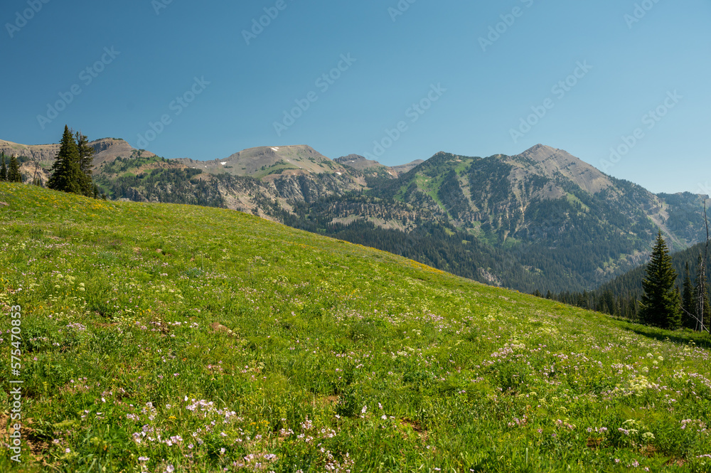 Meadow of Wild Flowers In The High Backcountry of Grand Teton