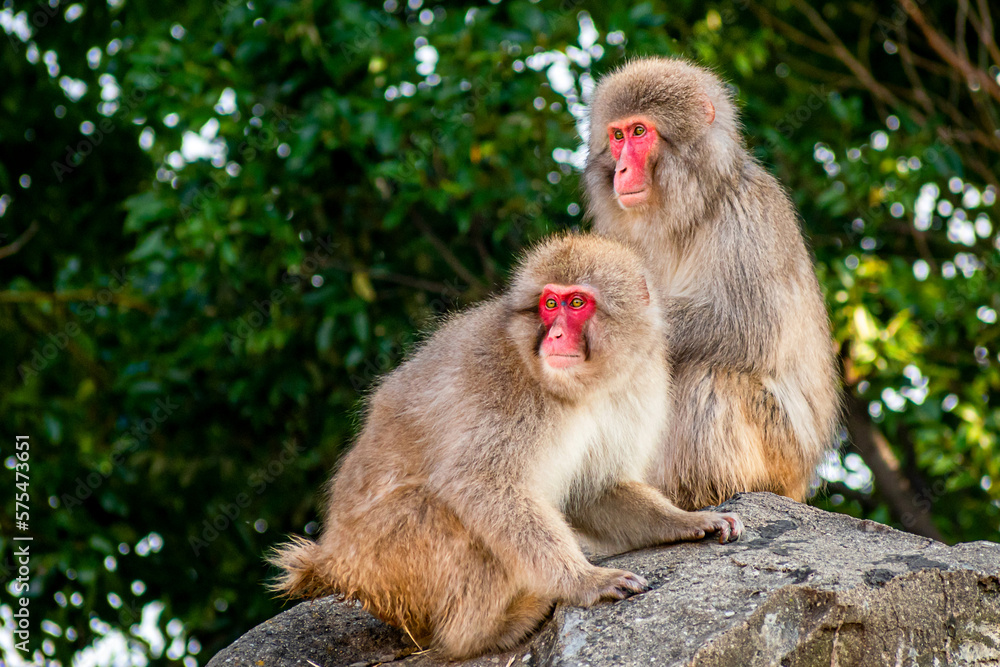 Japanese snow monkey couple are enjoying a sunny day Japanese snow monkey couple are enjoying a sunny day