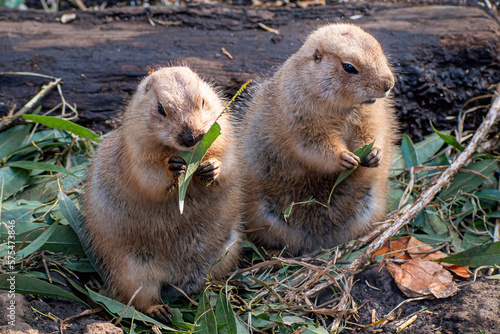 Two black-tailed prairie dogs are showing love to each other 