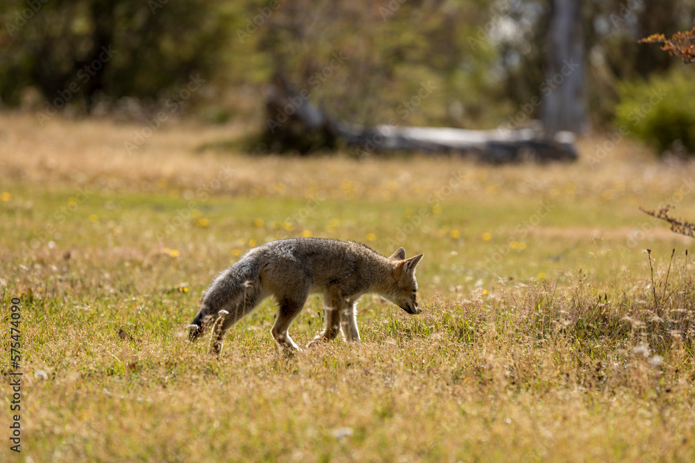 Observing a fox in the Reserva Lago Yehuin on Tierra del Fuego island in Argentina, South America Observing a fox in the Reserva Lago Yehuin on Tierra del Fuego island in Argentina, South America