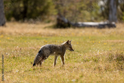 Observing a fox in the Reserva Lago Yehuin on Tierra del Fuego island in Argentina  South America