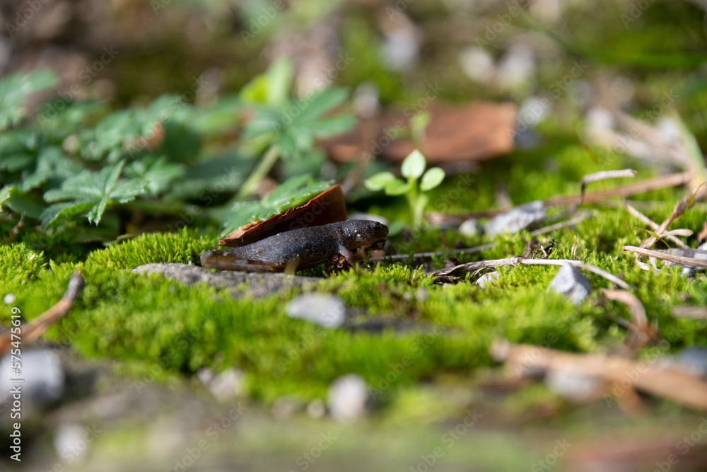 Baby lizard on mossy surface