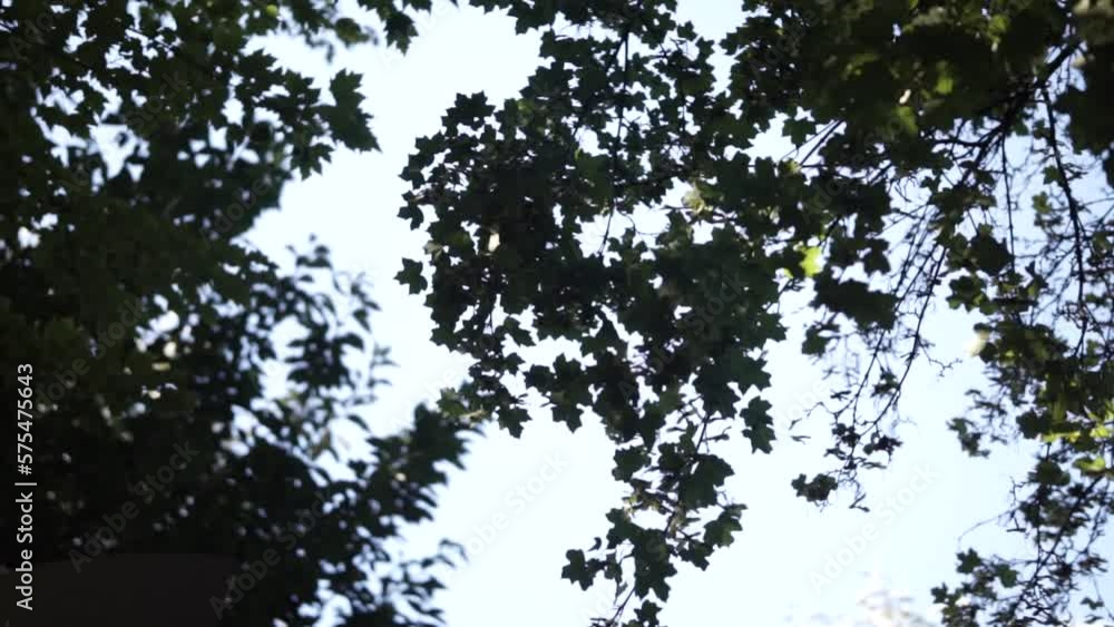 glimpse and sunlight beam through the green leaves of the tree in park glimpse and sunlight beam through the green leaves of the tree in park