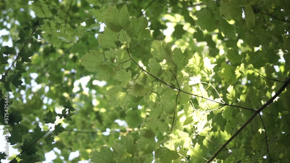 glimpse and sunlight beam through the green leaves of the tree in park glimpse and sunlight beam through the green leaves of the tree in park