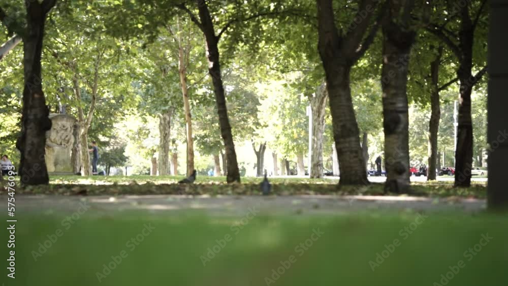 pigeons in the green park in Dnipro in summer pigeons in the green park in Dnipro in summer
