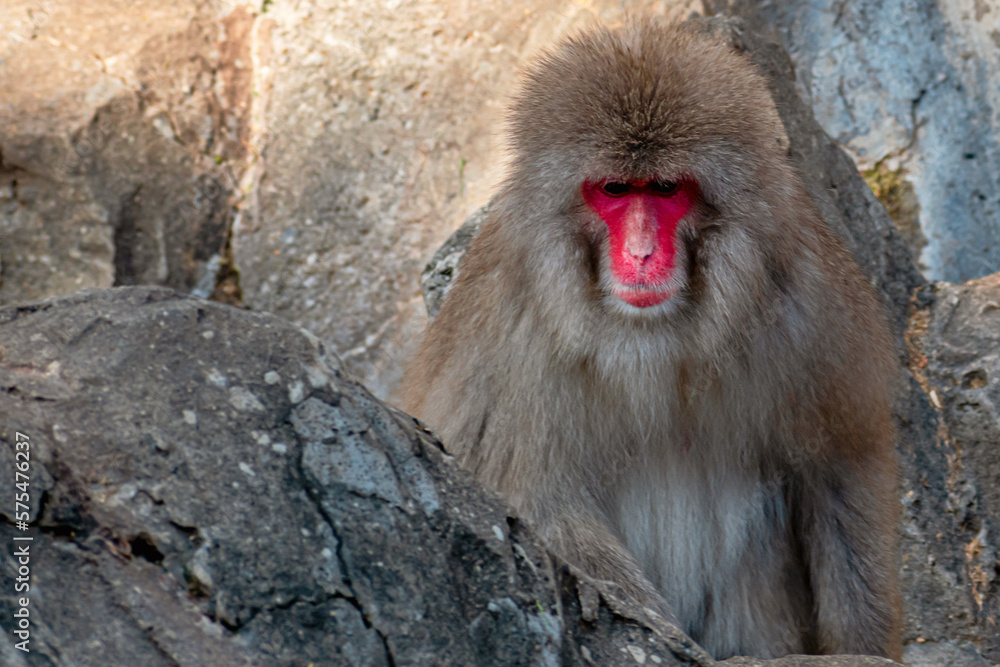 Japanese snow monkeys are enjoying a sunny day Japanese snow monkeys are enjoying a sunny day