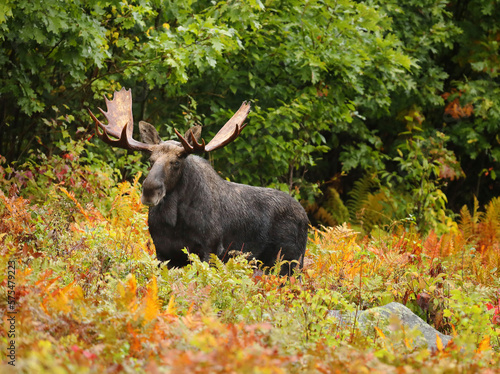 bull moose walking through ferns