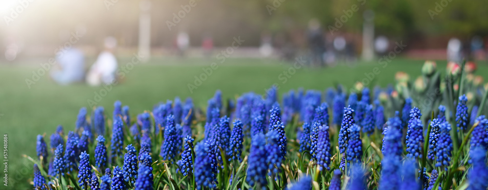 Blue spring muscari flowers with blurry public park in the background - obrazy, fototapety, plakaty 
