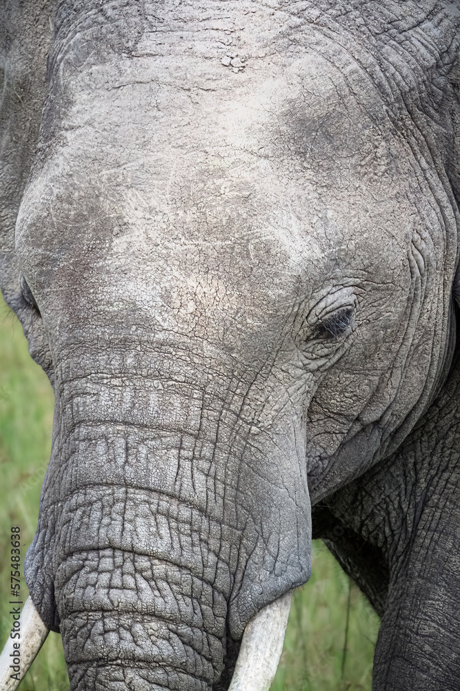Elephant Portrait, Africa